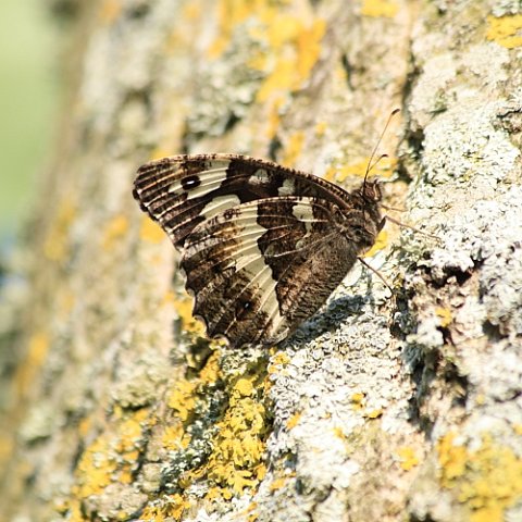 IMG_6943_Great_Banded_Grayling.JPG