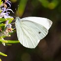 Balkan Green-veined White