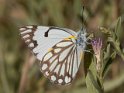 Belenois aurota