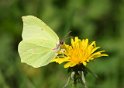 Brimstone