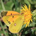 Clouded_Yellow_01