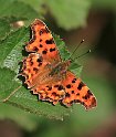 Comma