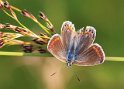 Common_Blue_female