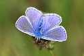 Common_Blue_male
