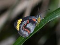 Delias nigrina