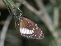 Euploea eichhorni
