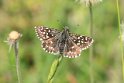 Grizzled Skipper _MG_1334 Grizzled Skipper