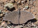Hamanumida daedalus