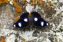Hypollimnas bolina