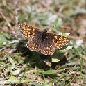 IMG_0121 Duke of Burgundy