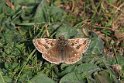 IMG_0135 Dingy Skipper _Dingy_Skipper