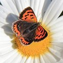 IMG_0329 Madeiran Small Copper