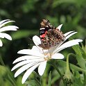 IMG_0483_Macaronesian_Red_Admiral