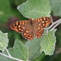 IMG_0500_Speckled_Wood