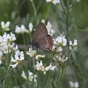 IMG_0853 Ilex Hairstreak