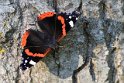 IMG_5907_Red_Admiral