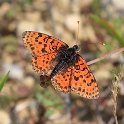 IMG_6124_Spotted_Fritillary