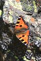 IMG_6257_Small_Tortoiseshell