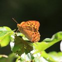 IMG_6470_Silver-washed_Fritillary