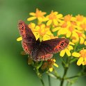 IMG_6471_Piedmont_Ringlet