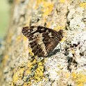 IMG_6943_Great_Banded_Grayling