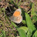 IMG_7233_Small_Heath