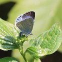 IMG_9065_Holly_Blue