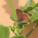 IMG_9072_Geranium_Bronze