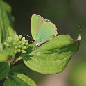 IMG_9074_Green_Hairstreak