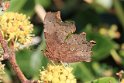 IMG_9123 Comma_Comma