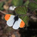 IMG_9141_Orange_Tip_male