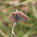 IMG_9582_Brown_Argus