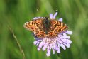 IMG_9819_Knapweed_Fritillary