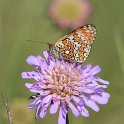 IMG_9820_Knapweed_Fritillary