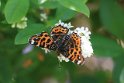 IMG_9880_Map_Butterfly
