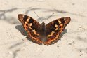 IMG_9907_Purple_Emperor