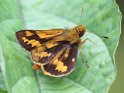 J01_1161 Besta Palm Dart