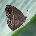 J01_1251 Dark Brand Bush Brown