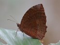 J01_1265 Common Palmfly