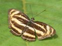 J01_2117 Common Lascar