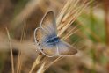 J01_2356 Long-tailed Blue