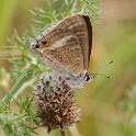 J01_2359 Long-tailed Blue