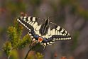 J01_2392 Swallowtail