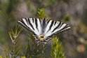 J01_2397 Spanish Swallowtail