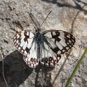 J01_2399 Melanargia occitanica