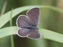 J14_1048 Small Blue