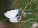 J16_1190 Dark-veined White