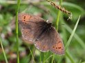 J16_1228 Ringlet