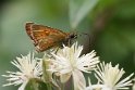 J16_1673 Essex Skipper