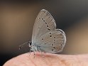 J16_1697 Small Blue